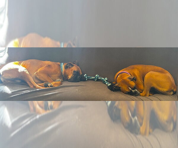 Medium Photo #3 Boxer Puppy For Sale in Austin, TX, USA