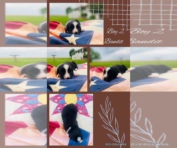 Medium Photo #9 Miniature Australian Shepherd Puppy For Sale in BLMGTN, IN, USA