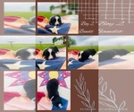 Small Photo #9 Miniature Australian Shepherd Puppy For Sale in BLMGTN, IN, USA