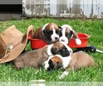 Small Photo #4 Boxer Puppy For Sale in MANHEIM, PA, USA