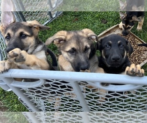 German Shepherd Dog Puppy for sale in WATERFORD, CA, USA