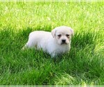 Small #17 Labrador Retriever