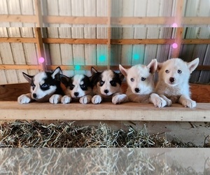 Pomsky Litter for sale in ELMA, IA, USA