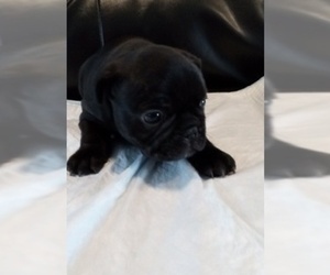 French Bulldog Puppy for sale in LANCASTER, CA, USA