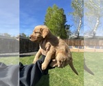 Small Photo #5 Australian Labradoodle Puppy For Sale in STAR, ID, USA