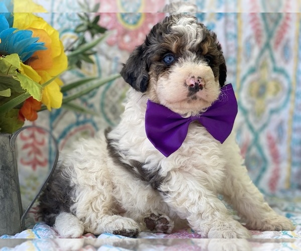 Medium Photo #3 Miniature Bernedoodle Puppy For Sale in LANCASTER, PA, USA