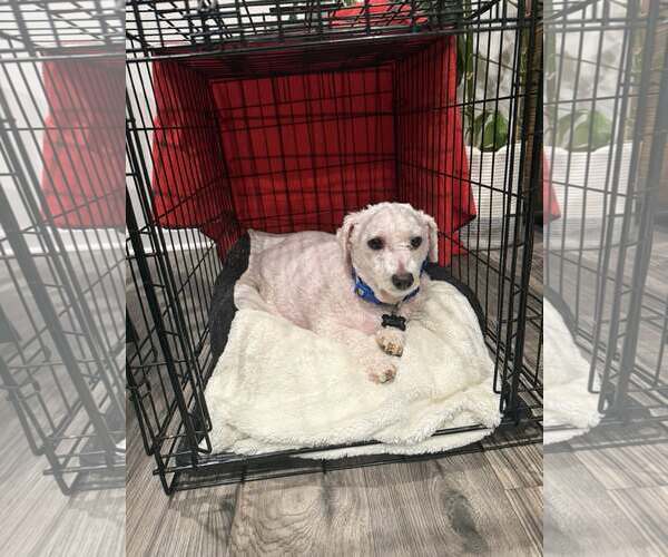 Medium Photo #4 Maltese-Unknown Mix Puppy For Sale in Greenville, SC, USA