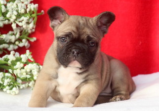 French Bulldog Puppy for sale in MOUNT JOY, PA, USA
