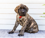Small #8 Mastiff