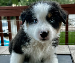 Miniature Australian Shepherd Puppy for sale in CRESTLINE, CA, USA
