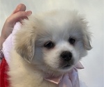 Puppy Snowflake Pekingese-Pomsky Mix