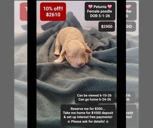 Poodle (Toy) Puppy for sale in TUCSON, AZ, USA