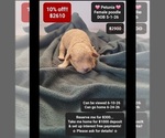 Image preview for Ad Listing. Nickname: Petunia