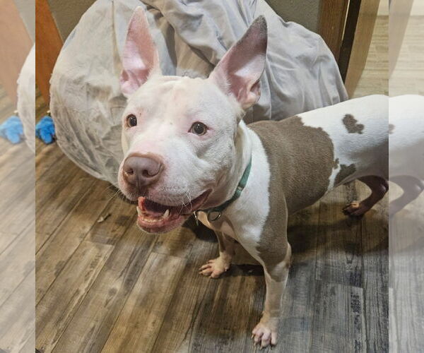Medium Photo #17 American Pit Bull Terrier Puppy For Sale in Fargo, ND, USA