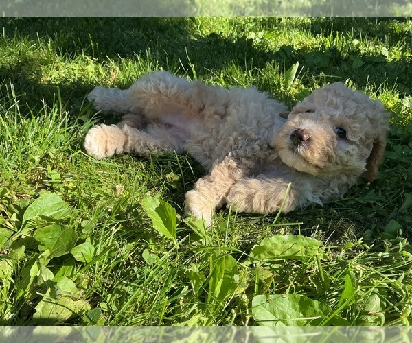 Medium Photo #4 Goldendoodle (Miniature) Puppy For Sale in KEWASKUM, WI, USA