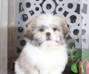 Medium Shih Tzu