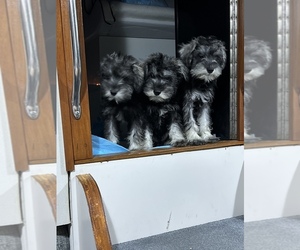 Schnauzer (Miniature) Puppy for sale in TOLEDO, OH, USA