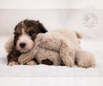 Small Photo #8 Bernedoodle Puppy For Sale in LEAVENWORTH, IN, USA