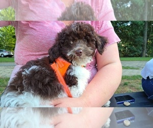 Poodle (Toy) Puppy for sale in WORCESTER, MA, USA