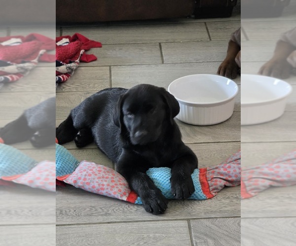 Medium Photo #15 Labrador Retriever Puppy For Sale in SHELBYVILLE, IN, USA