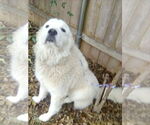 Small #4 Great Pyrenees