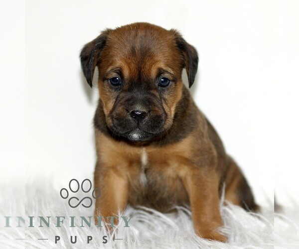 Medium Photo #4 Boxador Puppy For Sale in NEW HOLLAND, PA, USA