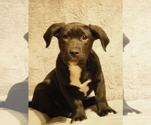 Labrador Retriever-Unknown Mix Dogs for adoption in St. Louis Park, MN, USA