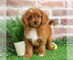Small #3 Cavapoo (Miniature)