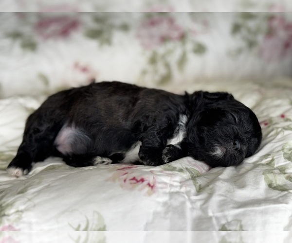 Medium Photo #1 Shih-Poo Puppy For Sale in ALMA, AR, USA