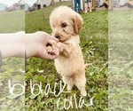 Small #80 Goldendoodle