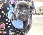 Small Mutt