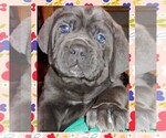 Small Photo #1 Cane Corso Puppy For Sale in OVERLAND, MO, USA