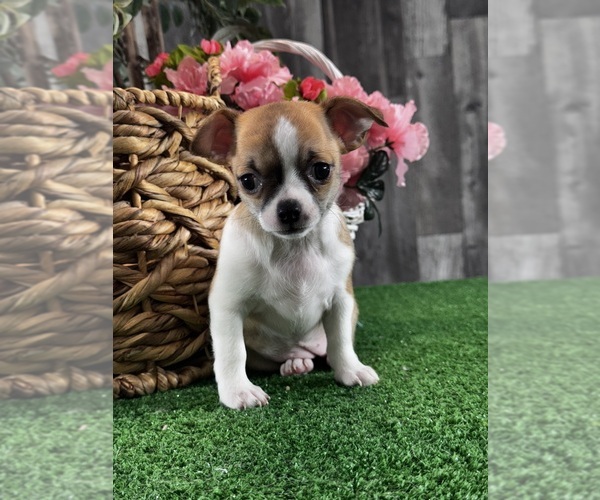 Medium Photo #2 Chihuahua Puppy For Sale in CANOGA, NY, USA