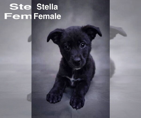 Medium Photo #1 Mountain Cur-Plott Hound Mix Puppy For Sale in Jackson Township, NJ, USA