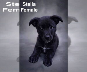 Mountain Cur-Plott Hound Mix Dogs for adoption in Jackson Township, NJ, USA