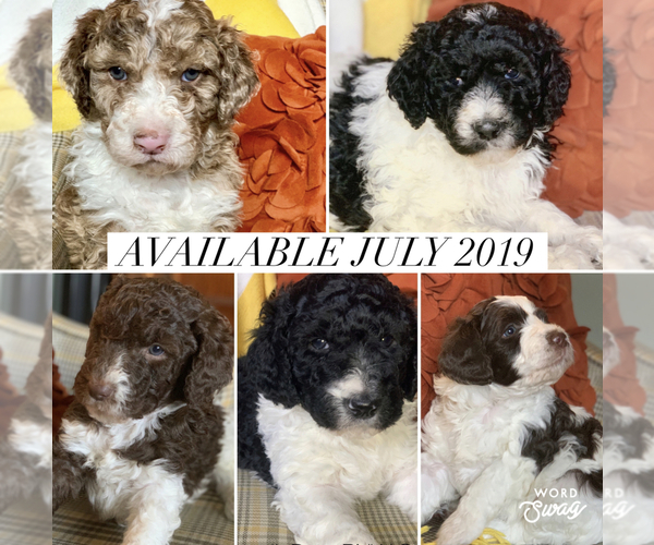 Medium Photo #16 Aussiedoodle Puppy For Sale in YELM, WA, USA