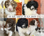 Small Photo #16 Aussiedoodle Puppy For Sale in YELM, WA, USA