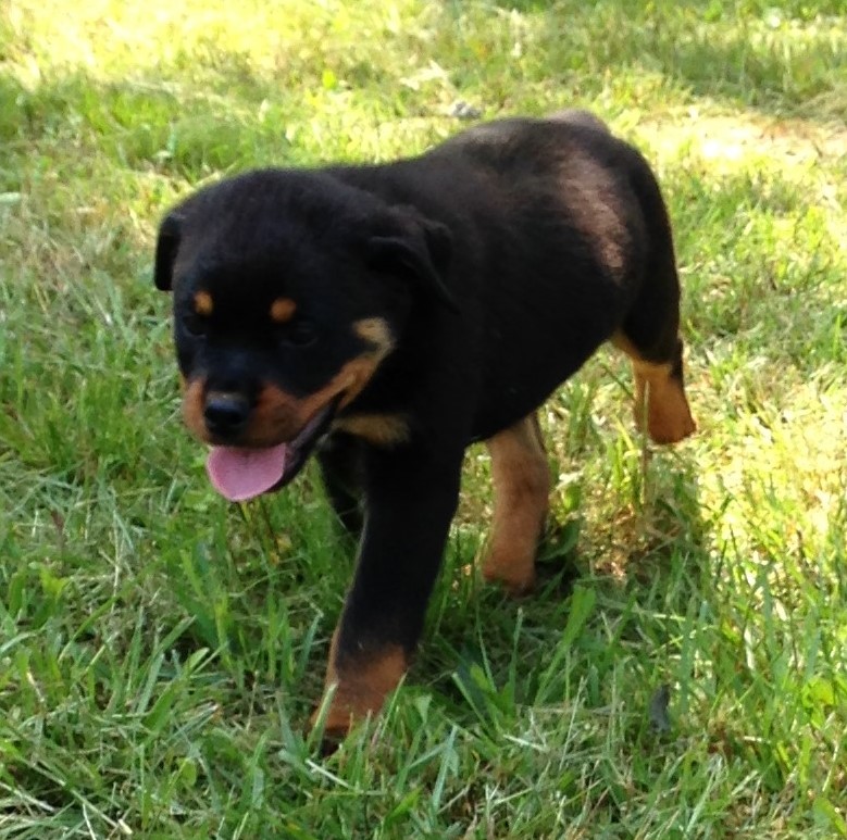Medium Photo #1 Rottweiler Puppy For Sale in VONORE, TN, USA