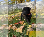 Small Photo #2 Mutt Puppy For Sale in Duluth, MN, USA