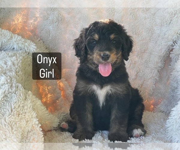 Medium Photo #6 Bernedoodle Puppy For Sale in LEWISBURG, TN, USA