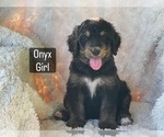 Small #5 Bernedoodle