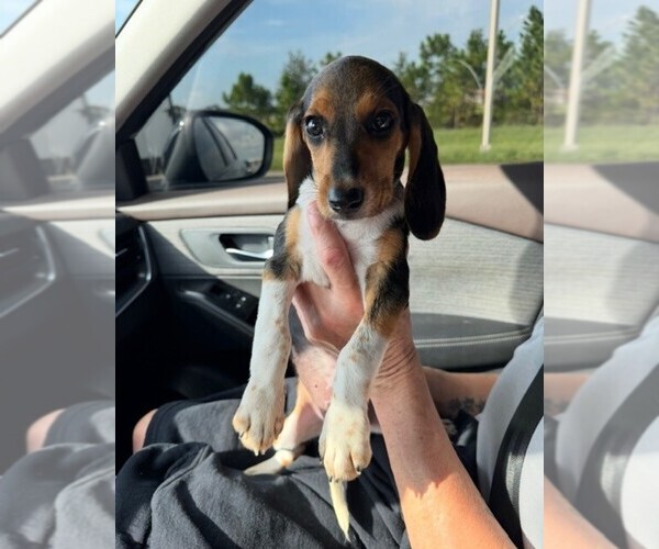 Medium Photo #1 Beagle Puppy For Sale in ORLANDO, FL, USA