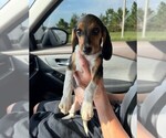 Small Beagle