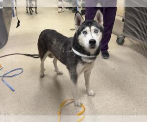 Siberian Husky Dogs for adoption in Riverside, CA, USA
