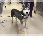 JAZ - Female Siberian Husky Dog for Adoption - Small photo
