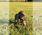Small Photo #10 Great Dane Puppy For Sale in LEITCHFIELD, KY, USA