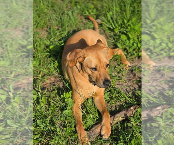 Medium Photo #3 Rhodesian Ridgeback-Unknown Mix Puppy For Sale in Aurora, IN, USA