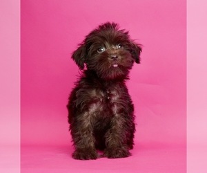 Schnauzer (Miniature) Puppy for sale in WARSAW, IN, USA