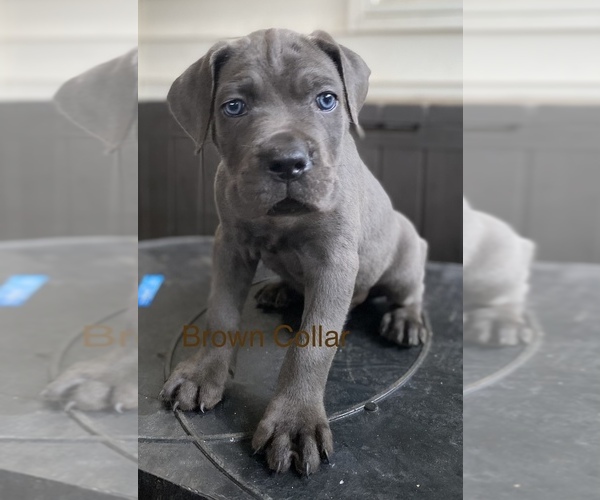 Medium Photo #3 Cane Corso Puppy For Sale in PIKESVILLE, MD, USA