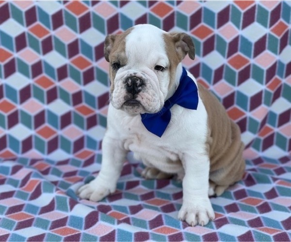 Medium Photo #1 Bulldog Puppy For Sale in LANCASTER, PA, USA
